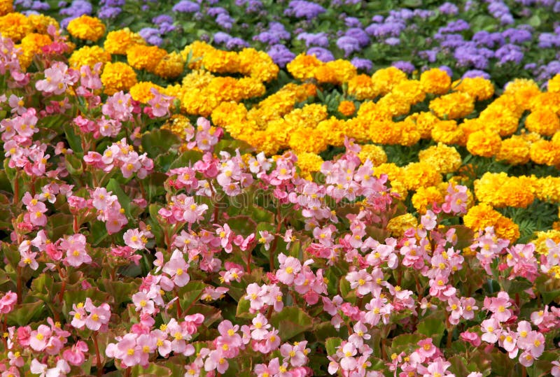 Helle Rosa Dahlie In Einem Garten. Stockfoto Bild von