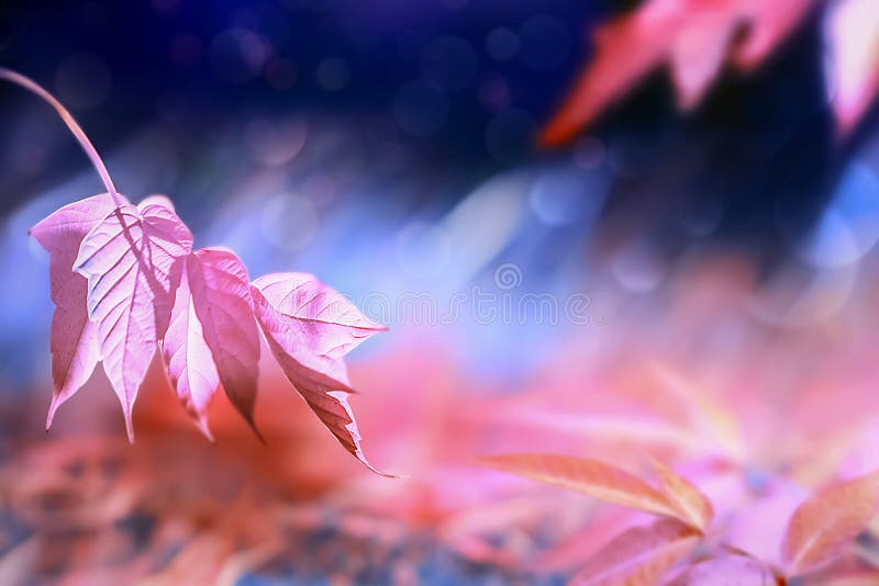 Heller fantastischer natürlicher Hintergrund des Herbstes Rosa und purpurrote Blätter im Herbstwald lizenzfreie stockfotos Heller fantastischer natürlicher Hintergrund des Herbstes Rosa und purpurrote Blätter im Herbstwald lizenzfreie stockfotos