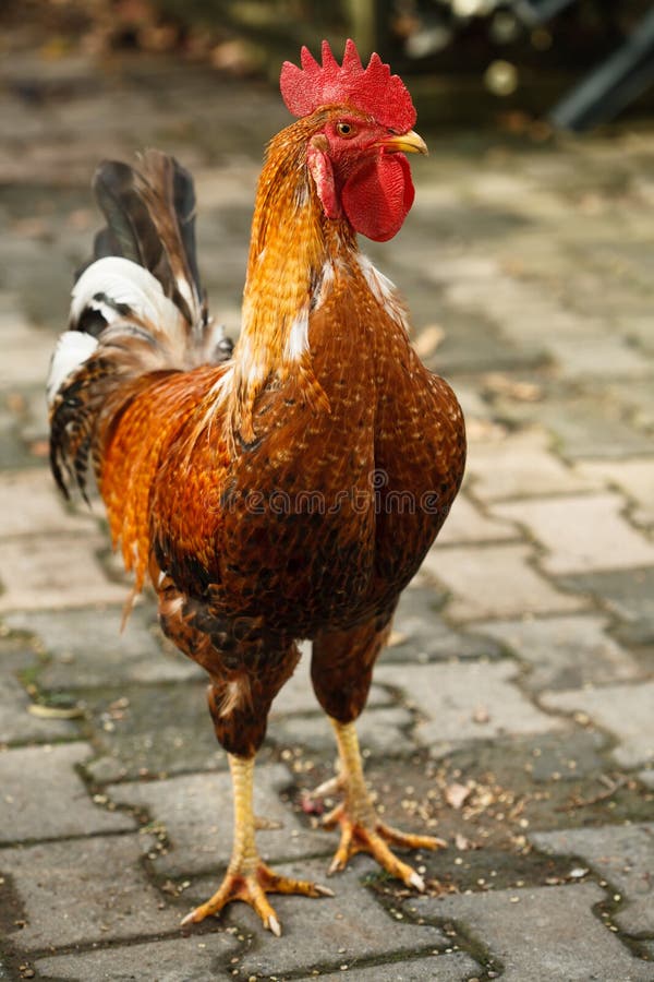 Heller farbiger Hahn stockfoto. Bild von wirbeltier, frei - 28223618