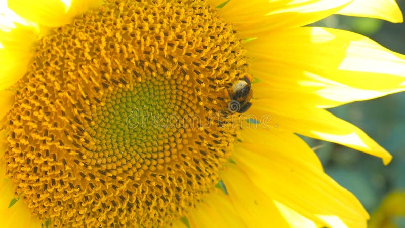 Heller sonniger Wetterabschluß der Sonnenblumenarbeitsbiene herauf Honig-Blütenstaubbienen des Bauernhofes der biologischen Landw