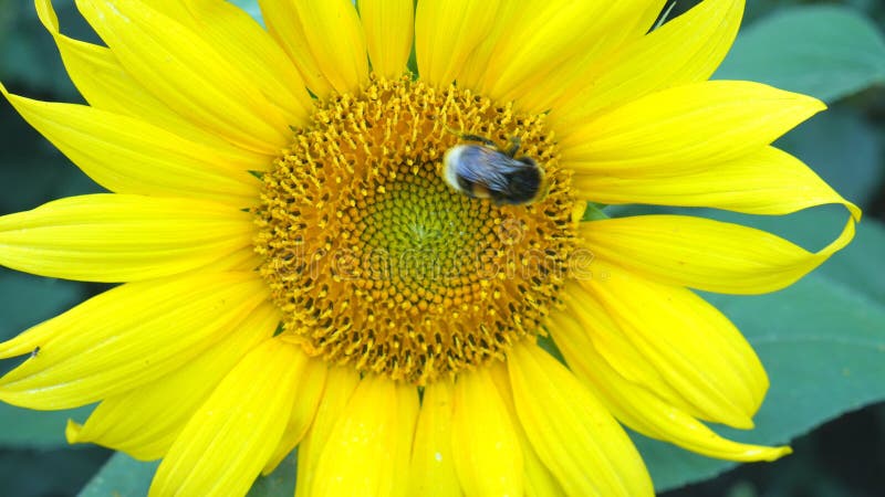 Heller sonniger Wetterabschluß der Sonnenblumenarbeitsbiene herauf Honig-Blütenstaubbienen des Bauernhofes der biologischen Landw