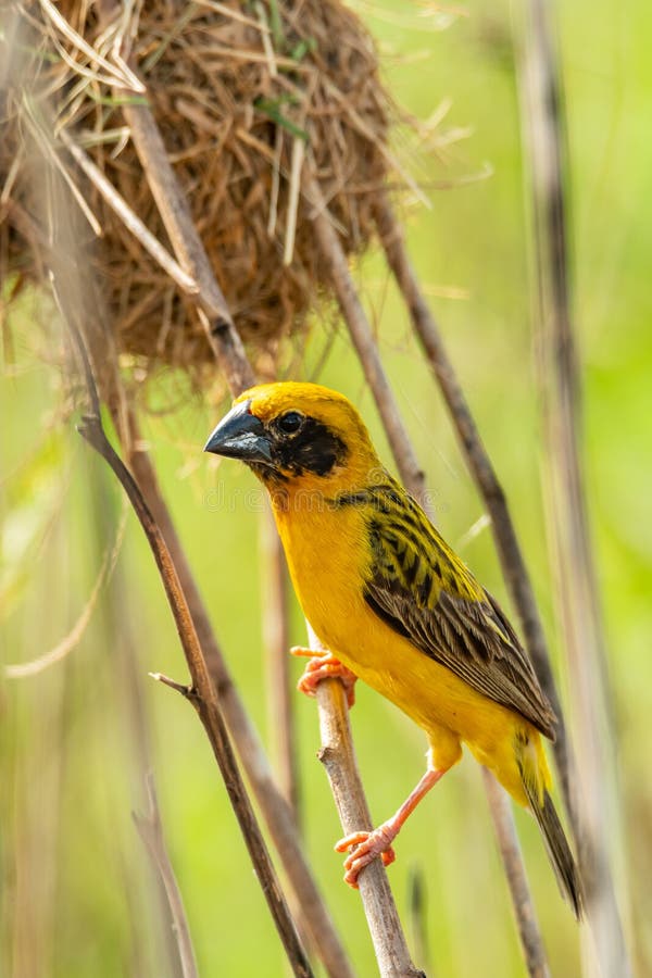 Heller und gelblicher männlicher asiatischer Goldweber, der auf getrockneter Stange nahe seinem Nest hockt lizenzfreie stockfotografie Heller und gelblicher männlicher asiatischer Goldweber, der auf getrockneter Stange nahe seinem Nest hockt lizenzfreie stockfotografie