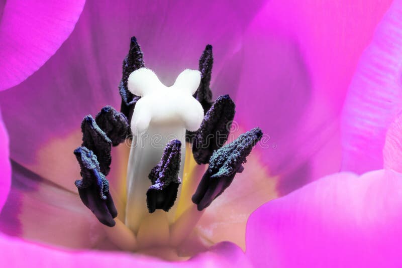 Heller violetter Tulpenabschluß oben stockfotos Heller violetter Tulpenabschluß oben stockfotos