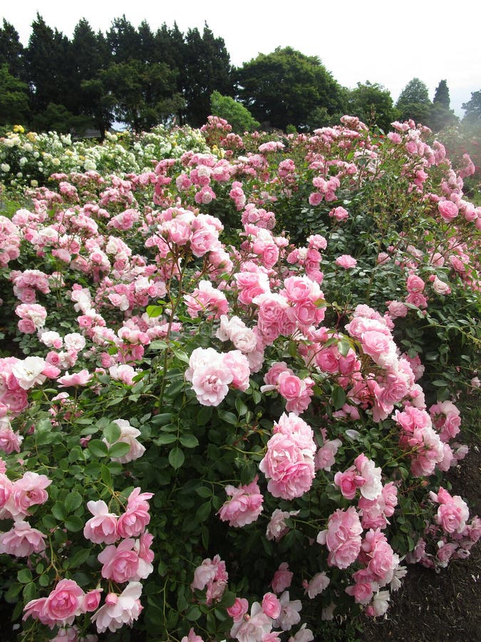 Helles attraktives buntes Rosa Bonica stieg die Blumen, die im Vorfrühling an der Königin Elizabeth Park Rose Garden blühen lizenzfreie stockbilder Helles attraktives buntes Rosa Bonica stieg die Blumen, die im Vorfrühling an der Königin Elizabeth Park Rose Garden blühen lizenzfreie stockbilder