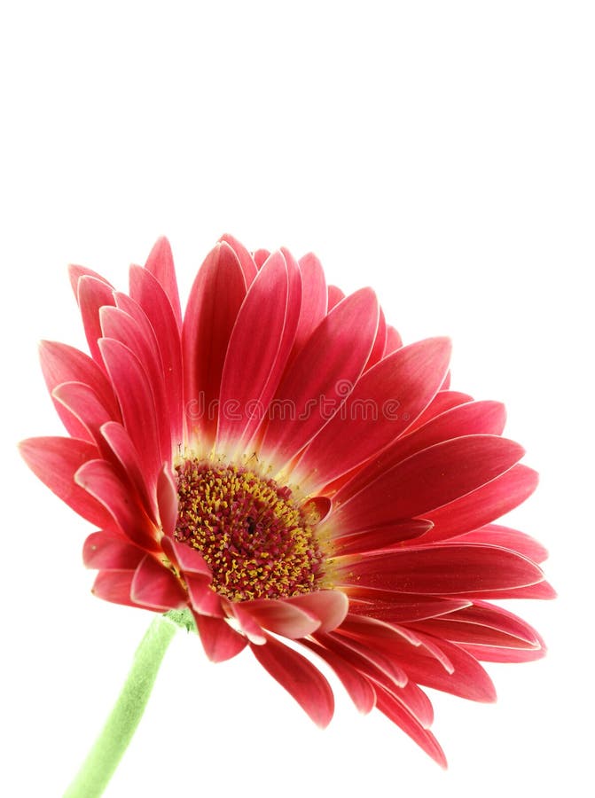 Helles rosafarbenes gerber Gänseblümchen getrennt lizenzfreies stockbild Helles rosafarbenes gerber Gänseblümchen getrennt lizenzfreies stockbild