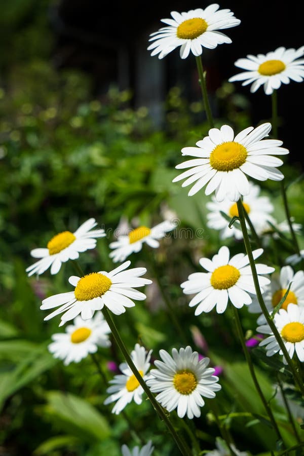 Helles weißes Gänseblümchen der Nahaufnahme blüht das Blühen mit dem gelben Blütenstaub auf Straßenseite unter Unkräutern am Sonn lizenzfreie stockfotografie Helles weißes Gänseblümchen der Nahaufnahme blüht das Blühen mit dem gelben Blütenstaub auf Straßenseite unter Unkräutern am Sonn lizenzfreie stockfotografie
