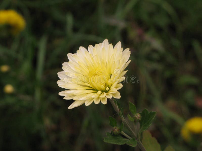Hellgelbe fringy Tulpen stockbild. Bild von gelb, tulpe - 84348497