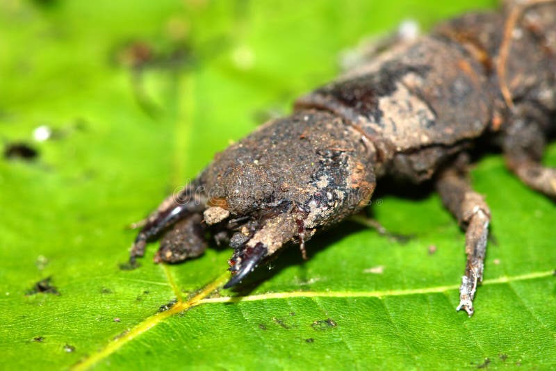Hellgrammite - larves de Dobsonfly photo stock Hellgrammite - larves de Dobsonfly photo stock