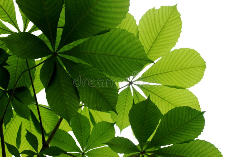 Hellgrüne Kastanie verlässt auf einem weißen Hintergrund stockfotografie Hellgrüne Kastanie verlässt auf einem weißen Hintergrund stockfotografie