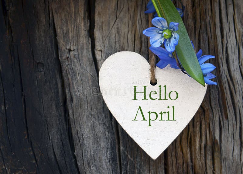 Hello April greeting card with blue first spring flowers on wood background.