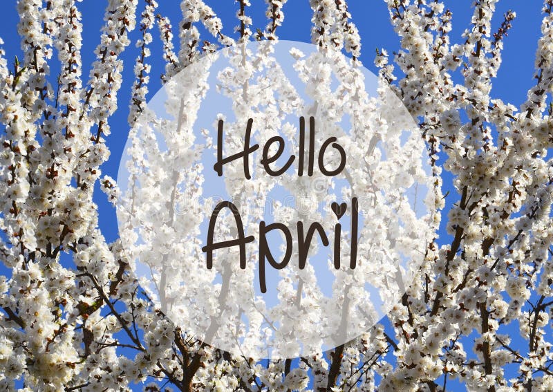 Hello April greeting card.White sakura or cherry tree blossoms on a blue sky background. royalty free stock photos Hello April greeting card.White sakura or cherry tree blossoms on a blue sky background. royalty free stock photos