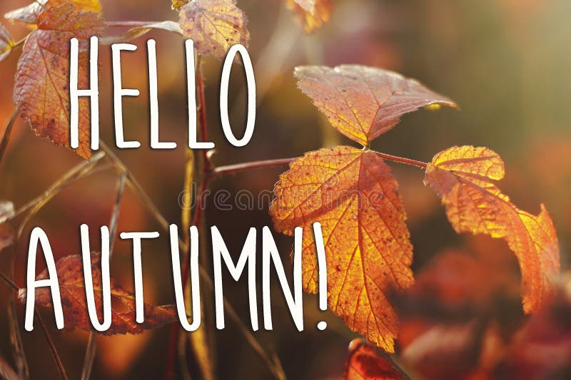 Hello autumn fall text sign on beautiful red autumn leaves in t stock photography