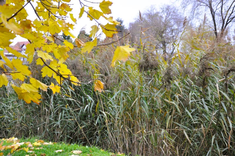 Hello autumn - hello fall royalty free stock photo
