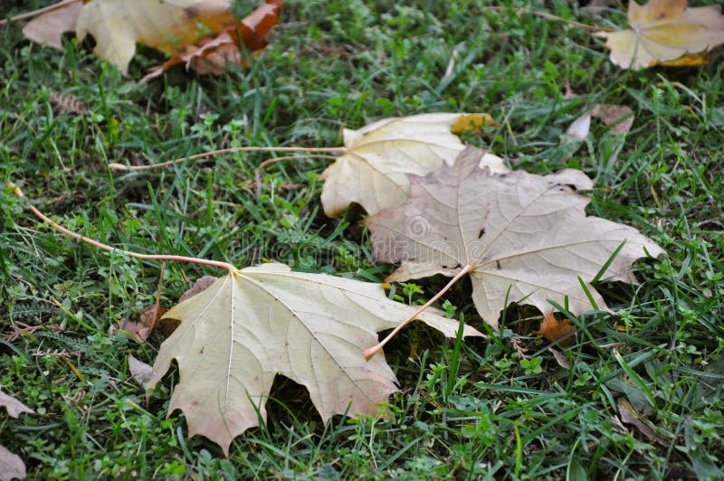 Fall colored leaves in grass stock photo