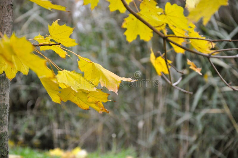 Hello fall - fall colored leaves royalty free stock photos