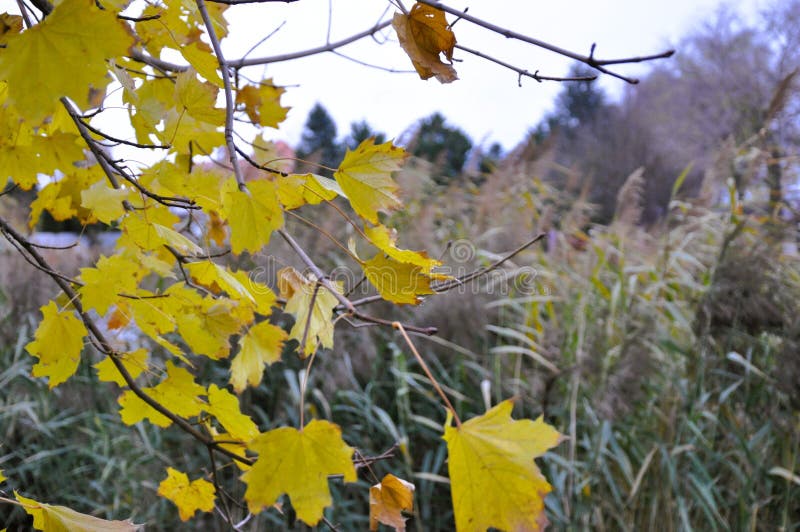 Hello fall - hello autumn. hello autumn - hello october - hello november - nature in autumn time