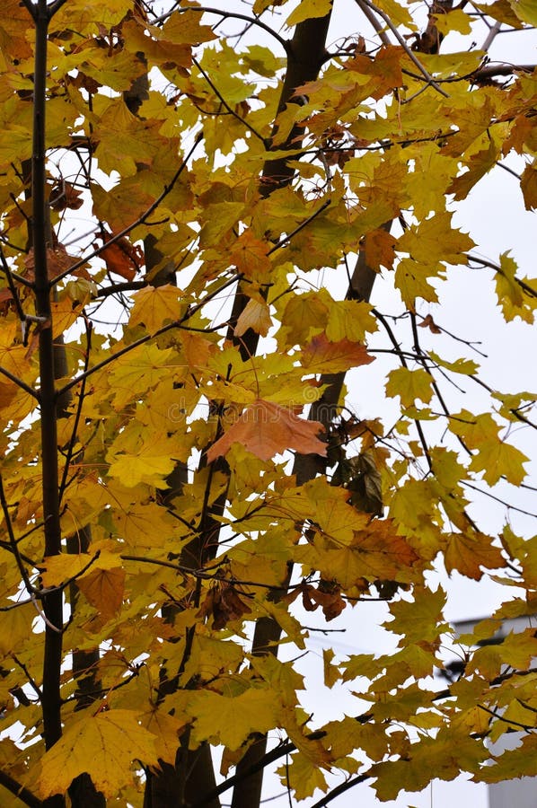 Hello fall - leaves in autumn colours royalty free stock image