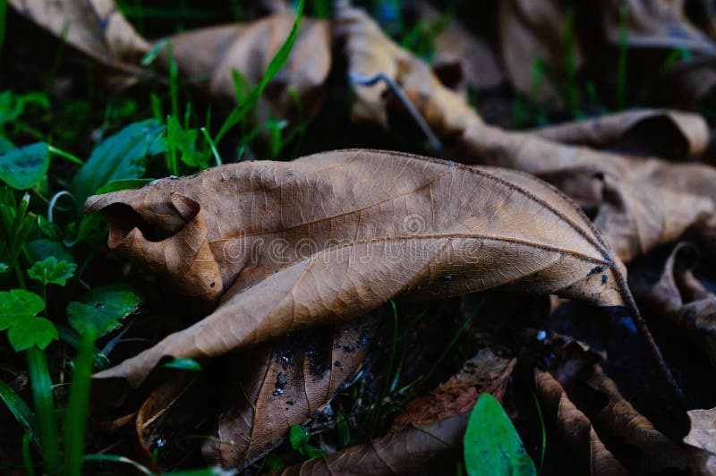 Fall colored leaves in grass royalty free stock photos