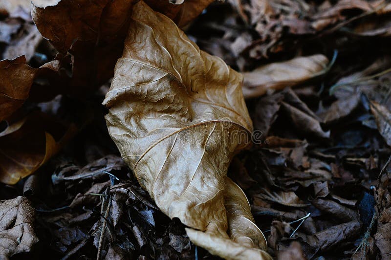 Fall colored leaves background royalty free stock image