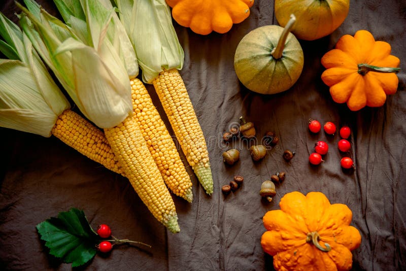 Hello fall. Cozy autumn image. yellow pumpkins, acorns and berries, corn cob and squash on Dark background. Happy Thanksgiving
