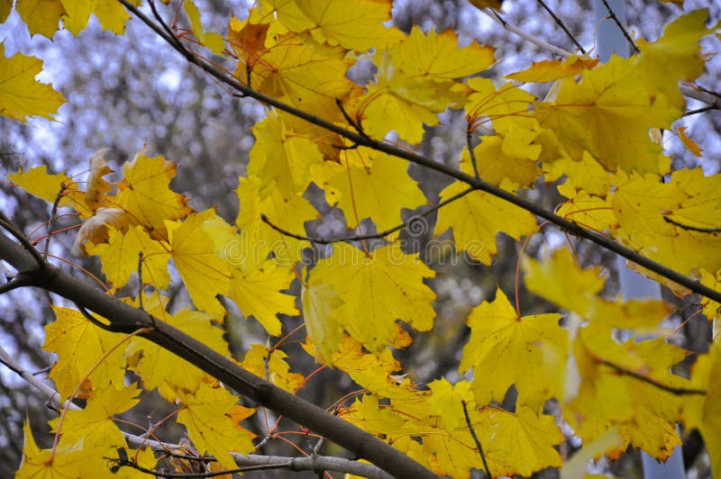 Hello fall - hello autumn background royalty free stock photography