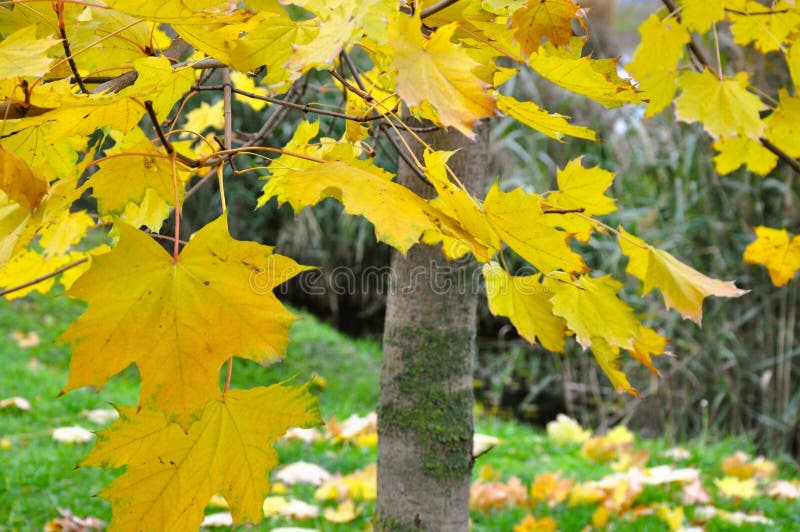 Hello fall stock images