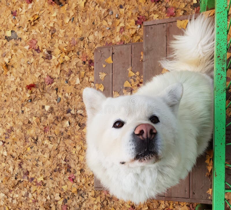 2,030 Korean Dog Stock Photos Free & RoyaltyFree Stock Photos from