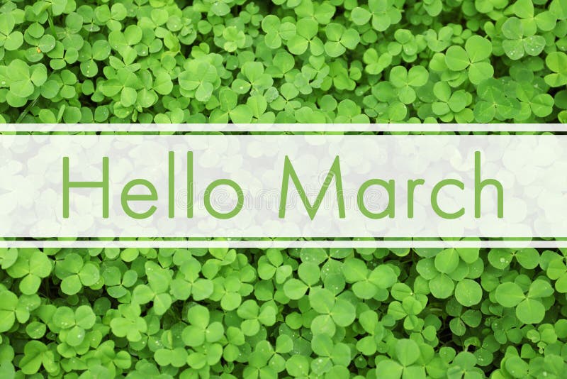 Hello March. Green clover leaves as background