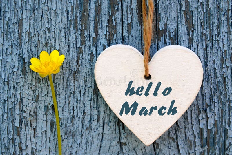 Hello March greeting card with decorative white heart and yellow spring flower on old blue wooden background. royalty free stock photos Hello March greeting card with decorative white heart and yellow spring flower on old blue wooden background. royalty free stock photos