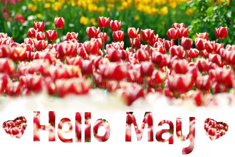 Hello May background with field of tulips