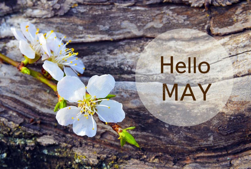 Hello May.Cherry blossom branch on tree bark background.Springtime concept.Selective focus.
