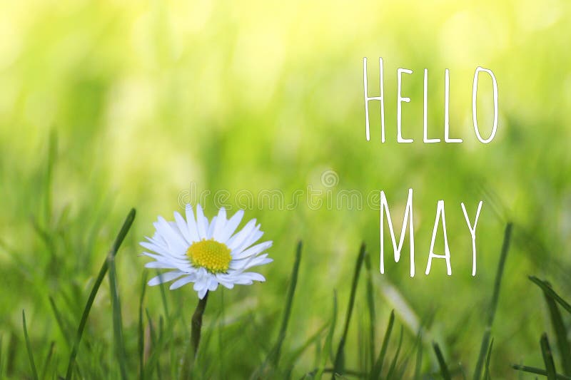 Hello May text and white daisy flower on spring meadow background