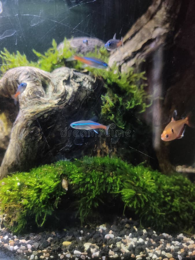 Hello Neon Tetra Fish in the Tropical Tank Stock Image Image of tank