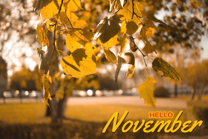 Hello November Autumn Concept Composition In Park Yellow Leaves Tree