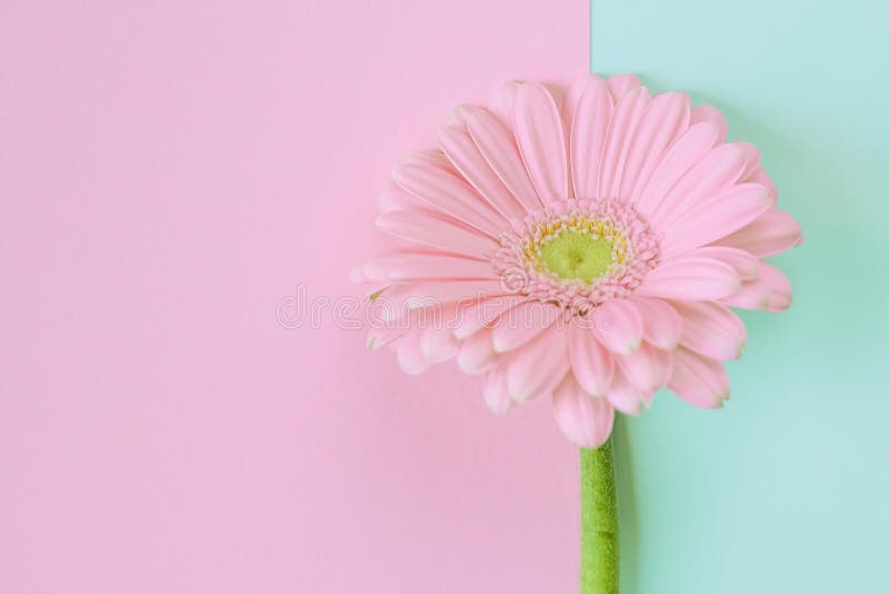 Hoa cúc Gerbera rực rỡ trên nền pastel là một sự kết hợp tuyệt vời giữa màu sắc và hiệu ứng. Bộ hoa tươi mới và nổi bật này sẽ đem đến cho bạn niềm vui và cảm hứng về mùa xuân. Hãy chiêm ngưỡng hình ảnh này để thư giãn và cảm nhận vẻ đẹp tự nhiên.