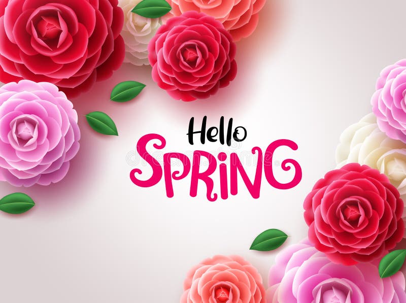 Hello spring flowers vector background. Hello spring greeting text and camellia