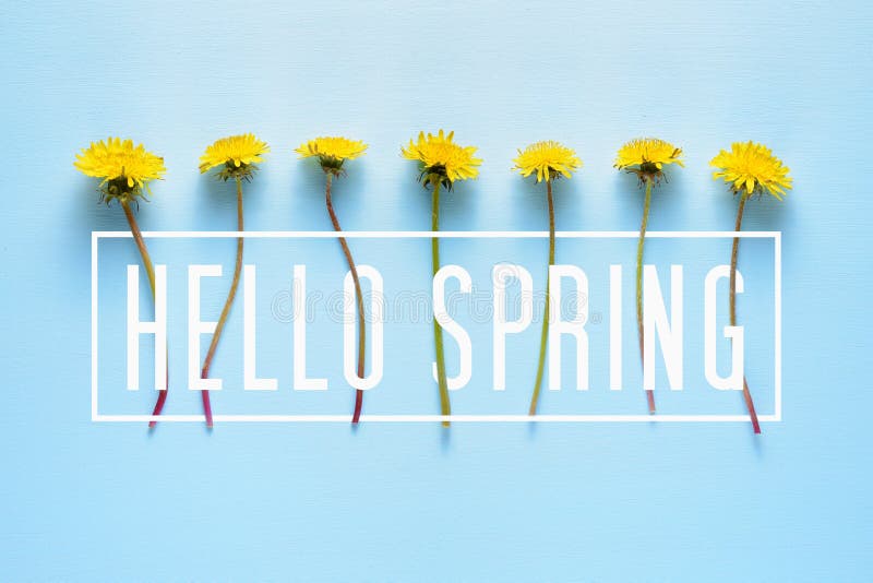 Hello Spring text and dandelion flowers