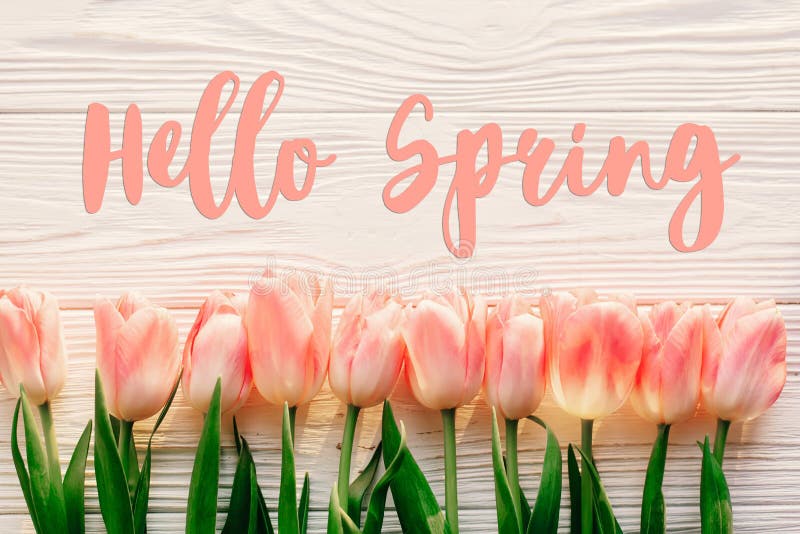 Hello spring text sign, beautiful pink tulips on white rustic wooden background flat lay. flowers in soft morning sunlight with s royalty free stock image Hello spring text sign, beautiful pink tulips on white rustic wooden background flat lay. flowers in soft morning sunlight with s royalty free stock image