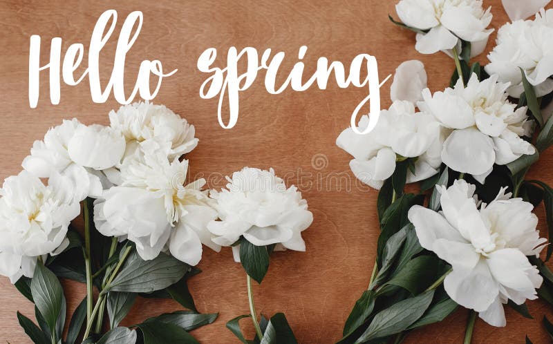 Hello Spring Text on Stylish White Peony Flat Lay on Rustic Wooden ...