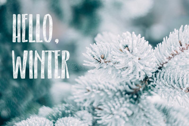 Hello Winter text on snow-covered branches of blue spruce. Winter forest covered with snow and ice at day. Snowy fir trees, icy.