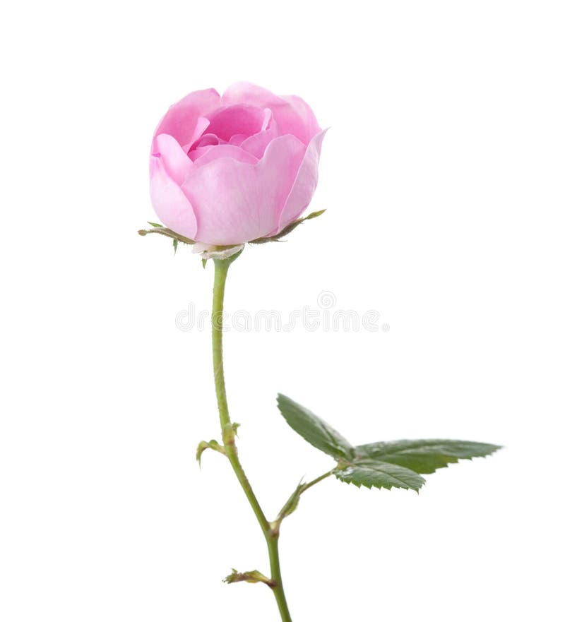 Hellrosa Rose lokalisiert auf Weiß Tee Rose stockbild