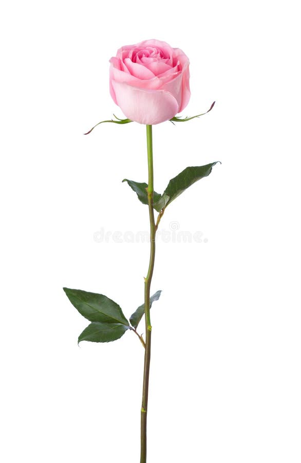 Hellrosa Rose lokalisiert auf weißem Hintergrund stockbilder