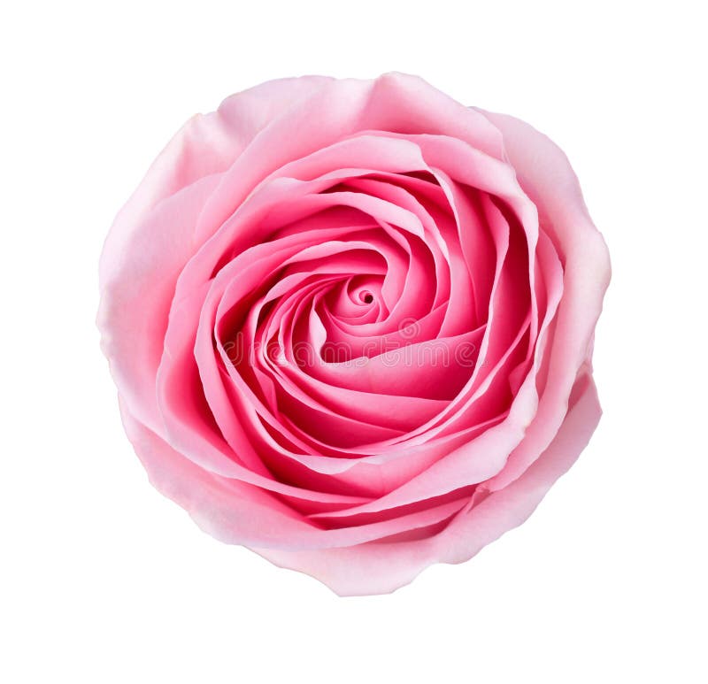 Hellrosa Rose lokalisiert auf weißem Hintergrund stockbild