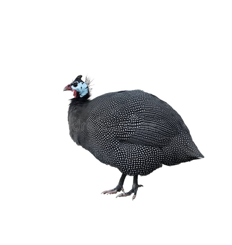 Helmeted Guinea Fowl