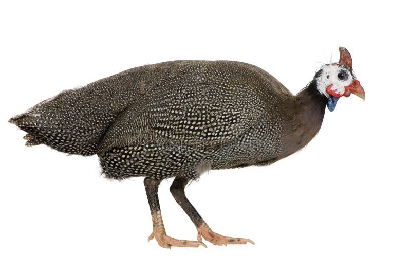 Helmeted guinea fowl - Numida meleagris