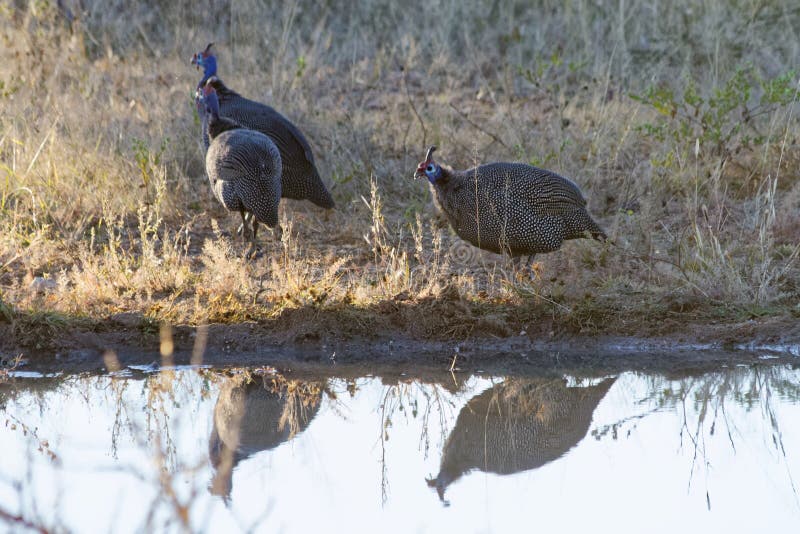 Helmeted pärlhöns reflekterade i vattenhål på den Okonjima naturreserven, Namibia royaltyfri fotografi Helmeted pärlhöns reflekterade i vattenhål på den Okonjima naturreserven, Namibia royaltyfri fotografi
