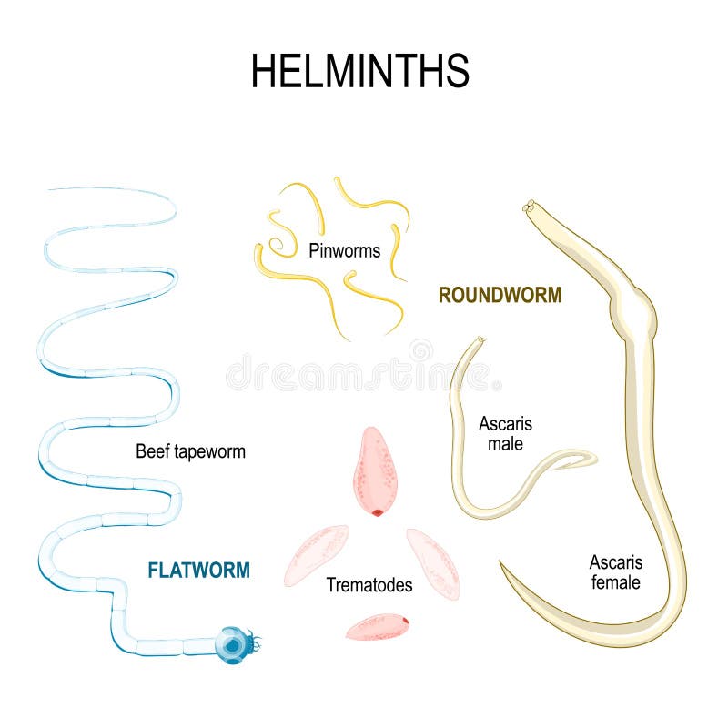 Helminths tapeworm - Helminths tapeworm - Explicatii despre tapeworm