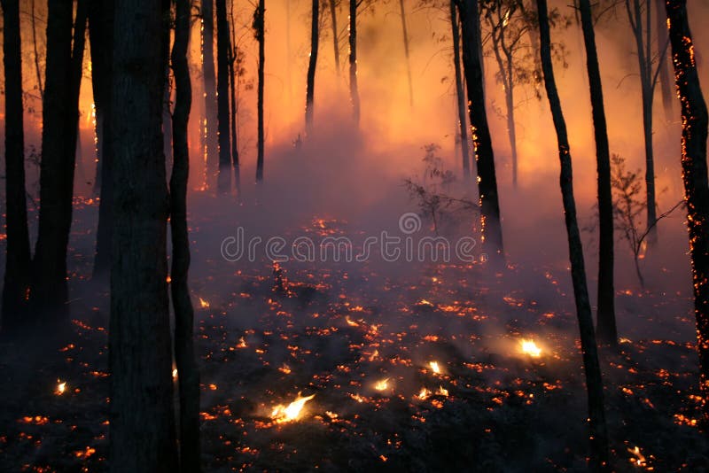 Forest fire at night. Taken just after a wildfire has passed. Forest fire at night. Taken just after a wildfire has passed