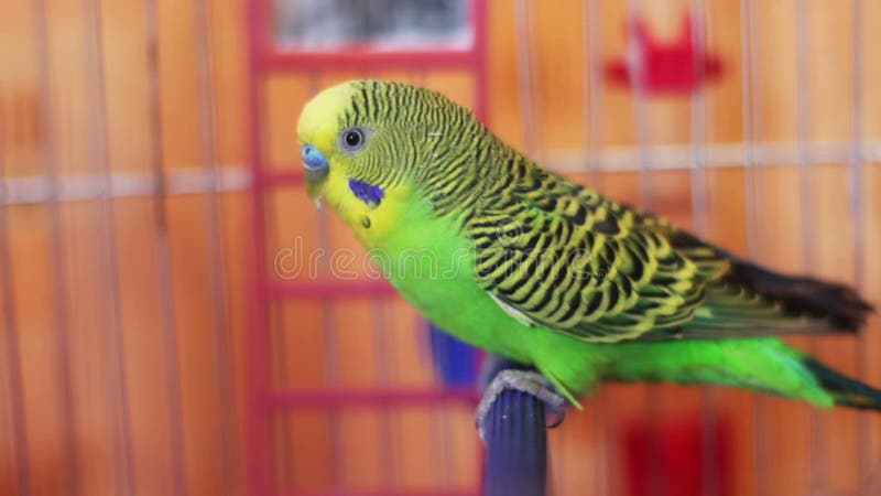 Hem- papegoja i en fågelbur