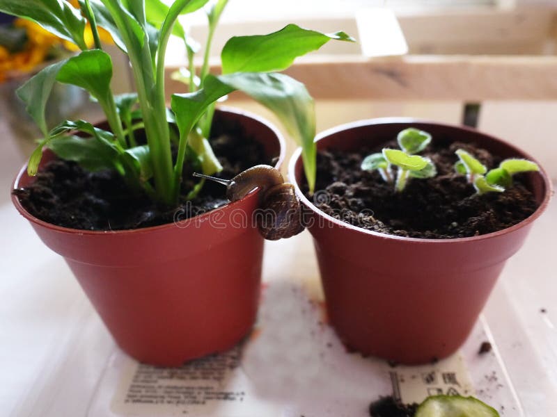 Hem- snigel på en blomma Dessa sniglar bor hemma och äter maten som folket ger dem arkivbilder Hem- snigel på en blomma Dessa sniglar bor hemma och äter maten som folket ger dem arkivbilder